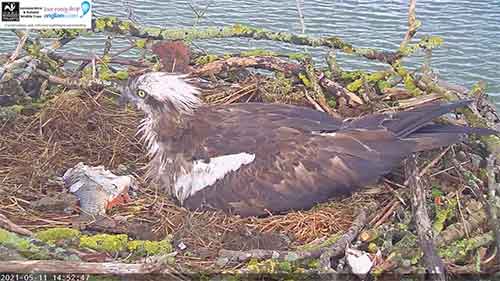 osprey webcams 2021