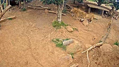 Lion webcam, Werribee Zoo
