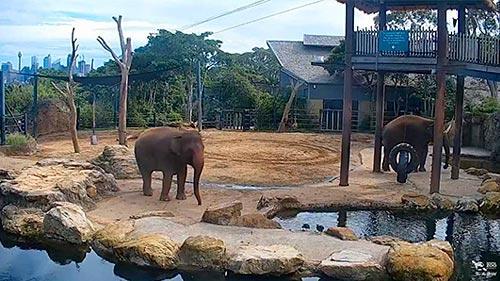 Elephant Cam, Taronga Zoo Sydney