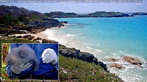 Beach webcam, Nonsuch Island