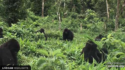 Gorilla Grace Center Live Hd Webcam Dr Congo