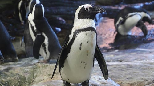 Szeged Zoo Penguin Cam, Hungary