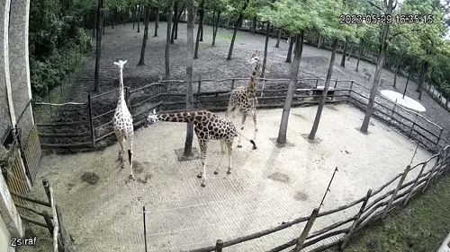 Szeged Zoo Giraffe Cam, Hungary