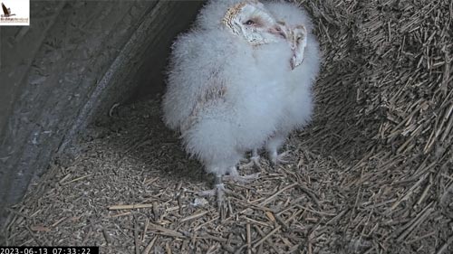Irish Barn Owl Nest Cam