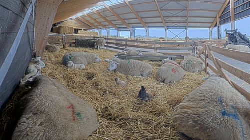 Sheep Farm Texel Cam