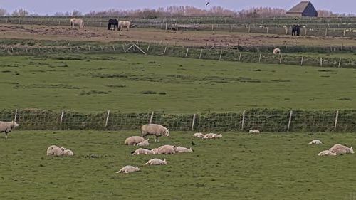 Sheep Farm De Waddel, Texel