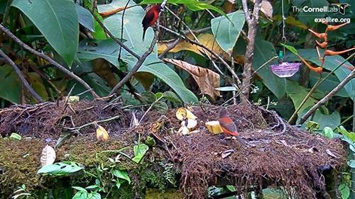 PANAMA FRUIT FEEDER CAM AT CANOPY LODGE visual data 8