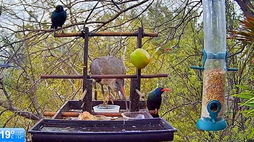 Allen Bird Cam, Pretoria