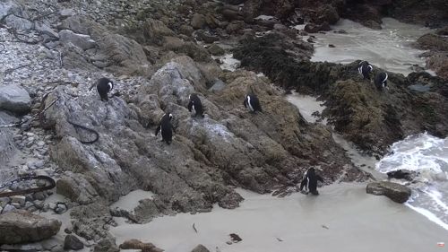 Stony Point Penguins, South Africa