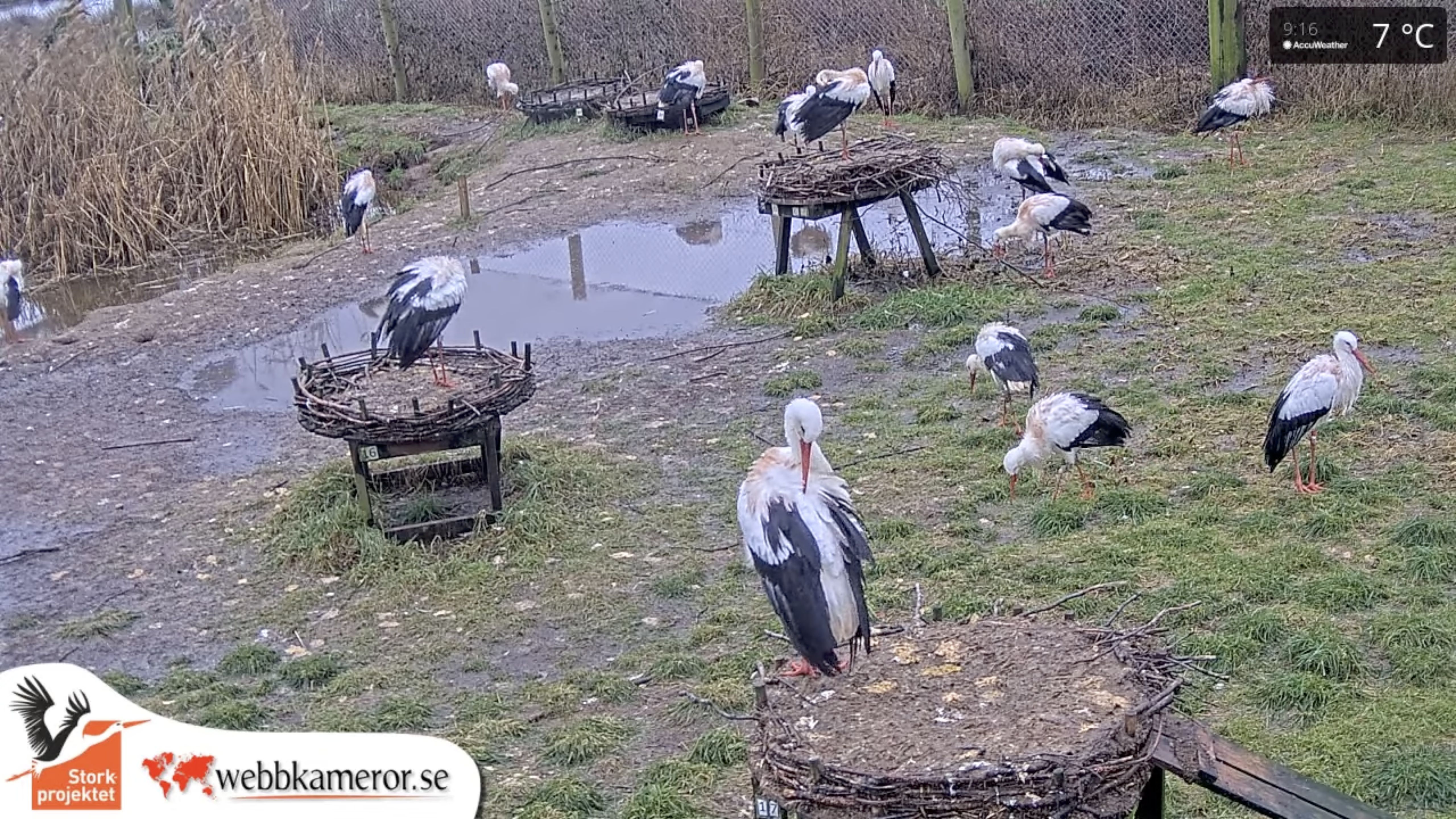 Fulltofta Stork Enclosure, Sweden
