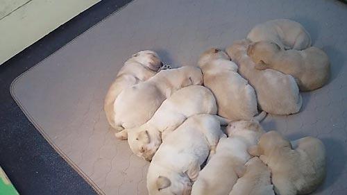 ECAD PUPPIES visual data 5