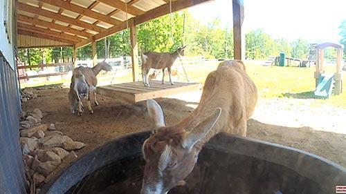 baby-goat-salem-live-hd-webcam-usa