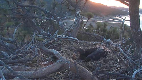 Big Bear Bald Eagle Nest Cam, CA