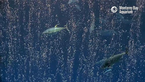 Live Open Sea webcam Monterey Bay Aquarium, CA, USA