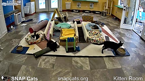 SNAP Cats Kitten Room Cam, CA