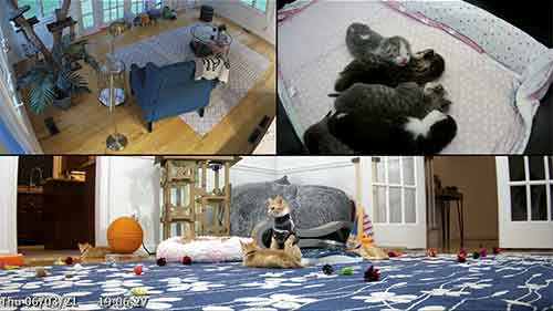 Live stream kitten academy clearance