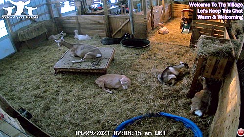 safari pet resort webcam