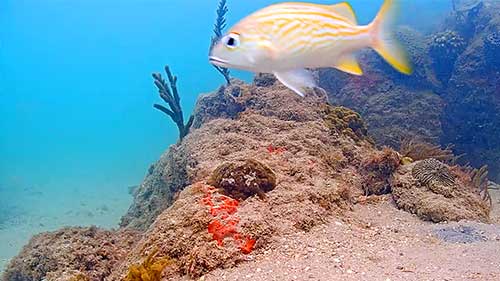 Urban Reef Webcam