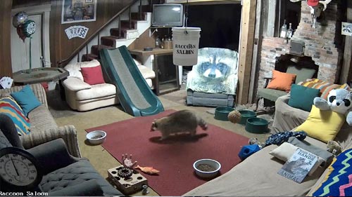 Raccoon Saloon Living Room Cam