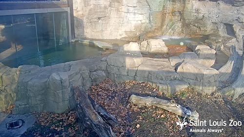 Saint Louis Zoo, Missouri