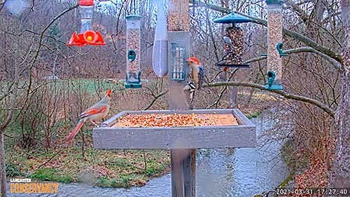 LIVE Bird Feeder and Wildlife Cam (4K) Gettysburg PA, over 30