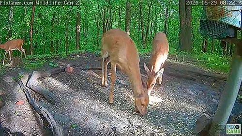 live deer cam