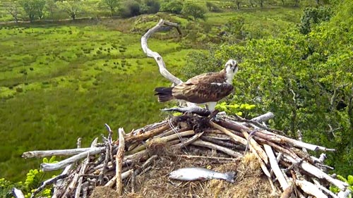 Wales Live Streaming Webcams